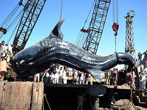 O tubarão-baleia pescado no Paquistão tem 12 metros de comprimento e pesa aproximadamente sete toneladas