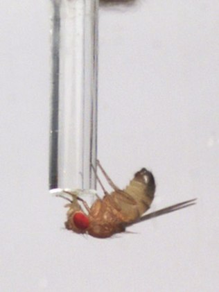 Imagem do estudo mostra mosca-de-frutas macho ingerindo solução com álcool após ser rejeitado por fêmea