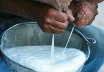 Cerca de 29 litros de leite por dia é a quantidade que um agricultor pode fornecer ao Programa do Leite