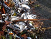 Milhares de peixes estavam mortos na Lagoa Manguaba