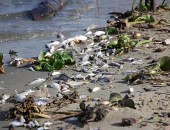 Milhares de peixes estavam mortos na Lagoa Manguaba