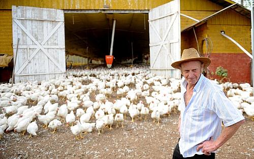 Sem ração, produtor decide soltar frangos na propriedade