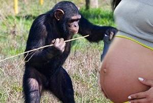 SOLTANDO A LÍNGUA ! Mulher engravida de chimpanzé