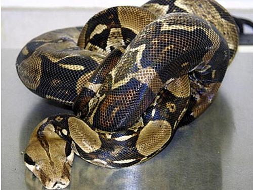 A doença fatal afeta cobras em cativeiro, fazendo com que elas deem nós em si mesmas