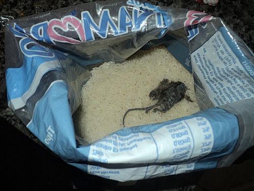 Rato morto estava no fundo da embalagem de arroz, diz dona de casa