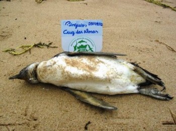 Pinguim foi encontrado na Praia de Cruz das Almas
