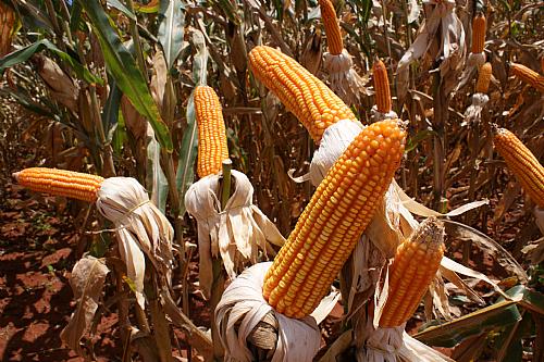 Falta de sementes e chuva pode afetar produção de milho
