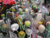 Festival reúne mais de 120 espécies de flores e plantas em Maceió