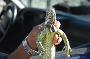 Iguana não é comumenete encontrada no Nordeste do Brasil