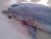 Golfinho é encontrado morto na Praia do Sobral