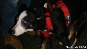 Sociedade de proteção dos animais disse que Sparky teve muita sorte de ser resgatado