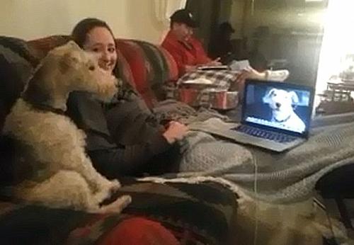 Vídeo mostra o encontro de dois cães pelo Skype