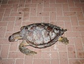 Tartaruga encontrada morta na Ponta Verde