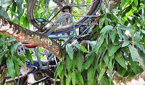 Bicicleta também estava entre os galhos da mangueira