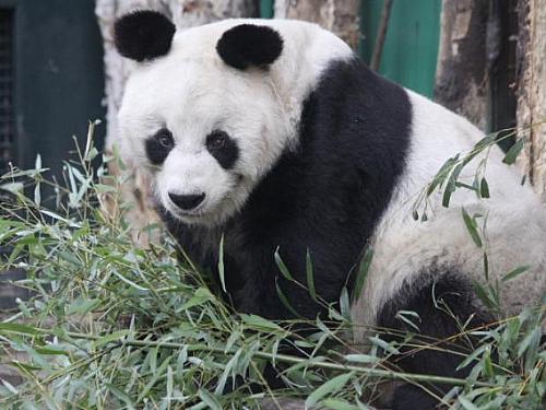 Bao Bao: nasceu em 1978 na selva chinesa. Morou no zoo de Berlim de 5 de novembro de 1980 até sua morte, em 22 de agosto de 2012.