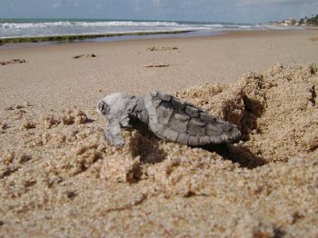 No momento da reprodução, as tartarugas fêmeas voltam à mesma praia onde nasceram para desova.