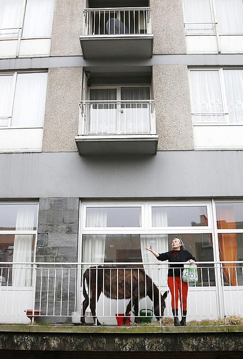 Polícia belga manda retirar burra que vivia em varanda de apartamento