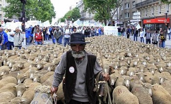 Agricultor francês leva rebanho de ovelhas a manifestação por melhores condições de negócios rurais na França, neste domingo (23)