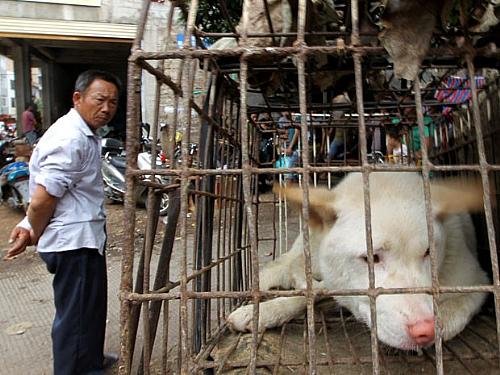 Cão espera para ser vendido em mercado popular de Yulin, na China