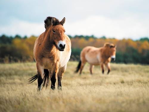 Quase extintos. Dois cavalos de Przewalski, espécie redescoberta na Mongólia nos anos 1990: cadeia evolutiva dos equinos foi traçada no novo estudo