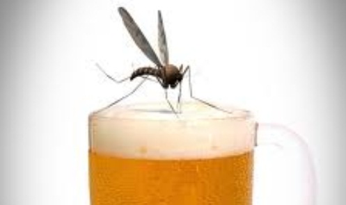 Quem bebe cerveja se torna mais 'atraente' para mosquitos