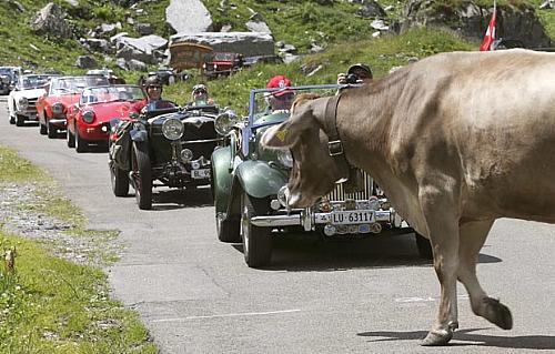 Vaca causa congestionamento de carros antigos em estrada na Suíça