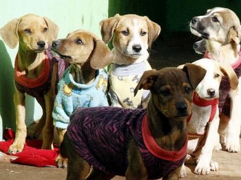 Cães receberam as roupas através de doações feitas para o Canil Municipal de Apucarana
