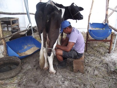Produtor de Piaçabuçu durante torneio leiteiro