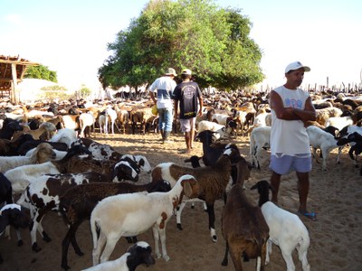 Criadores de ovelhas de Piaçabuçu participam de palestras sobre manejo