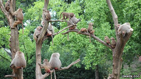 Subir em árvores é um comportamento incomum entre babuínos, diz biólogo