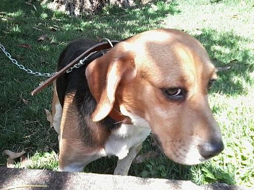 Beagle abandonado foi encontrado na quarta-feira (23)