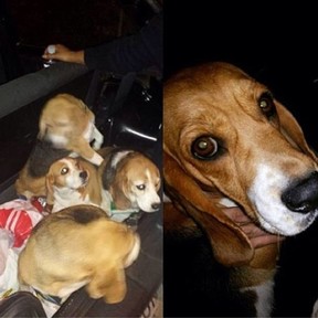 Flavia Camargo posta foto de cães resgatados