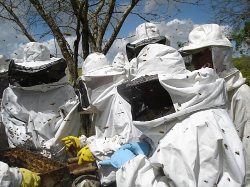 Capacitação em apicultura pela Codevasf beneficia 548 produtores familiares em Alagoas