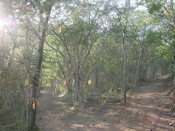 Estudantes pesquisam espécies da caatinga em área protegida
