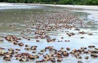 Centenas de crustáceos apareceram mortos em praia de Bertioga, SP