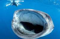 Biólogo marinho queria registrar um tubarão-baleia de boca aberta; imagem foi feita durante megulho na Isla Mujeres, próximo a Cancún, no México