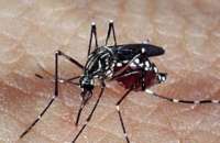 O Aedes aegypti, mosquito transmissor da dengue