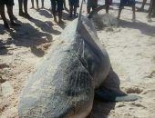 Pescadores capturam tubarão em Jequiá da Praia