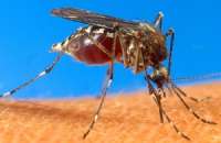 Mosquito da dengue aedes egypt