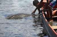 Peixe-boi ‘vira’ atração na Lagoa Manguaba