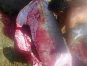 Tubarão foi 'pescado' na Praia do Francês