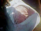 Tubarão foi 'pescado' na Praia do Francês