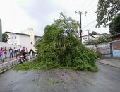 Queda de árvore interdita ladeira do Jacintinho e provoca caos no trânsito