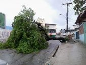 Queda de árvore interdita ladeira do Jacintinho e provoca caos no trânsito