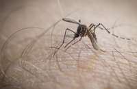 Aedes Aegypti também transmite vírus chikungunya