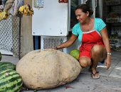 Rosa exibe orgulhosa a batata gigante colhida em seu sítio no Amazonas