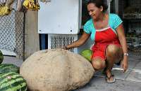 Rosa exibe orgulhosa a batata gigante colhida em seu sítio no Amazonas