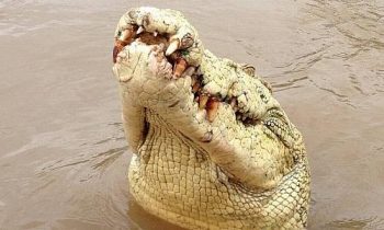 Rio Adelaide, no Norte da Austrália, é conhecido por ser repleto de crocodilos