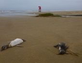 Pesquisadores alertam para lixo na beira da praia