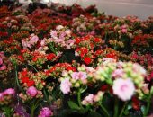 Flores de várias espécies são sucesso em feira no Comércio de Maceió